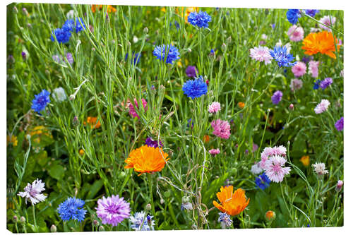 Canvastavla Wild flower meadow