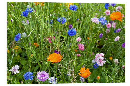 Foam board print Wild flower meadow