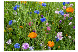 Foam board print Wild flower meadow