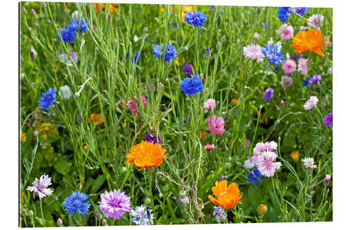 Tableau en plexi-alu Prairie de fleurs sauvages