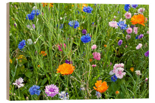 Trebilde Wild flower meadow