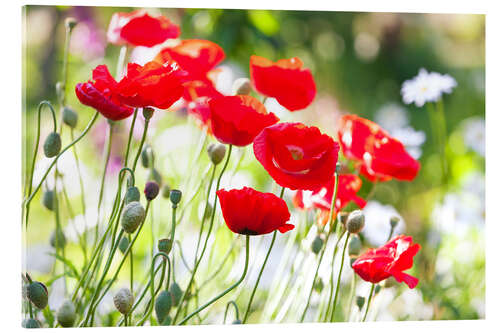 Acrylglasbild Rote Mohnblumen an einem sonnigen Tag