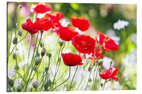 Aluminium print Red poppies on a sunny day