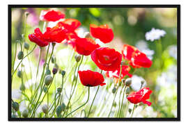 Gerahmter Kunstdruck Rote Mohnblumen an einem sonnigen Tag