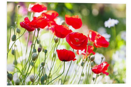 Hartschaumbild Rote Mohnblumen an einem sonnigen Tag