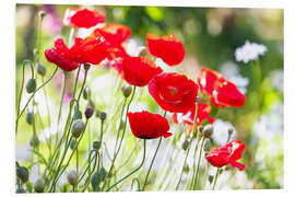 Foam board print Red poppies on a sunny day