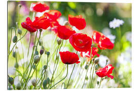 Gallery print Red poppies on a sunny day