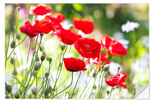 Sticker mural Coquelicots rouges un jour ensoleillé