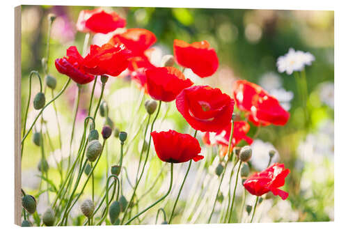 Puutaulu Red poppies on a sunny day