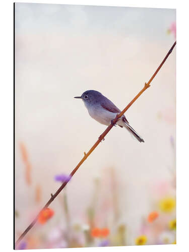 Cuadro de aluminio Blue-gray Gnatcatcher