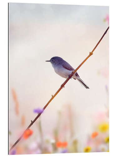 Gallery print Blue-gray Gnatcatcher