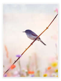 Poster Blue-gray Gnatcatcher