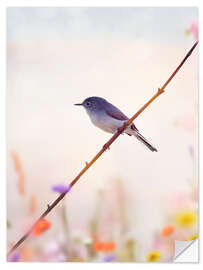 Vinilo para la pared Blue-gray Gnatcatcher