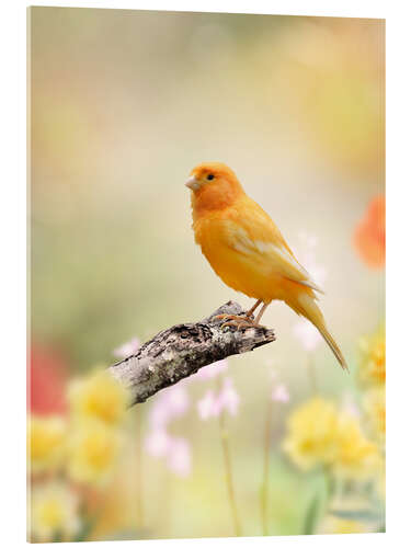 Akryylilasitaulu yellow canary