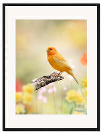 Gerahmter Kunstdruck gelber Kanarienvogel