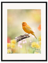 Framed art print yellow canary