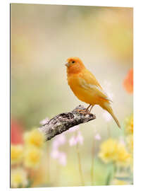 Gallery print yellow canary