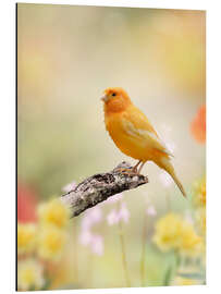 Magnettafel gelber Kanarienvogel