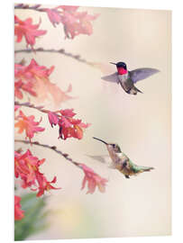 Foam board print Hummingbirds and flowers