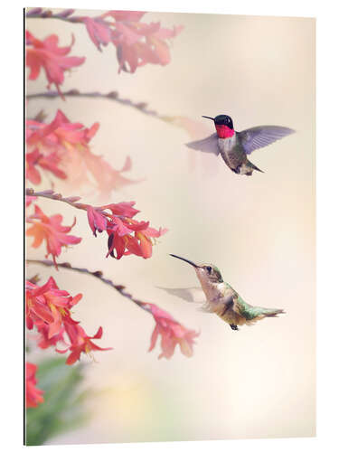 Gallery print Hummingbirds and flowers