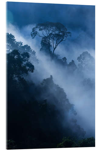 Tableau en verre acrylique Brouillard dans la forêt tropicale