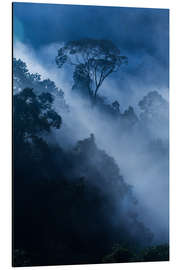 Aluminium print Fog in the rainforest