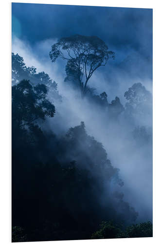 Foam board print Fog in the rainforest