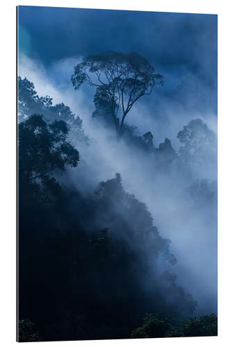 Gallery print Fog in the rainforest