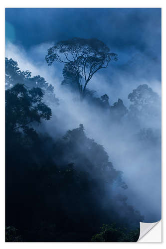 Självhäftande poster Fog in the rainforest