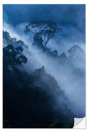 Selvklebende plakat Fog in the rainforest