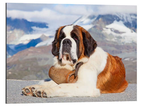 Tableau en aluminium Saint-bernard, chien sauveteur