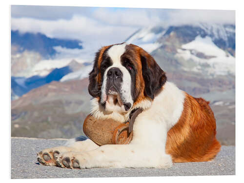 Foam board print Saint Bernard rescue dog