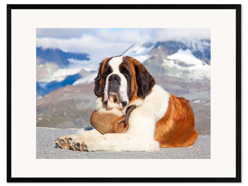 Kehystetty taidepainatus Saint Bernard Rescue Dog
