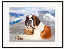 Kehystetty taidepainatus Saint Bernard Rescue Dog