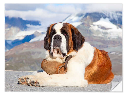 Sticker mural Saint-bernard, chien sauveteur