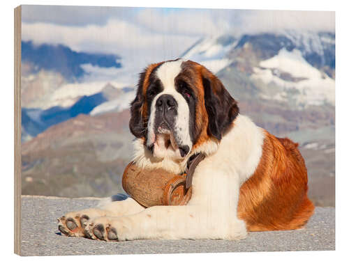 Wood print Saint Bernard rescue dog