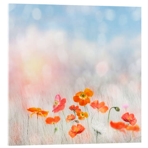 Acrylglasbild Sommermohn