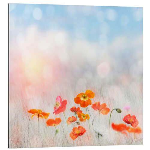 Aluminium print Summer poppy