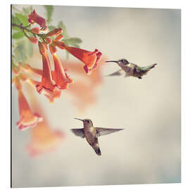 Aluminium print Hovering hummingbirds