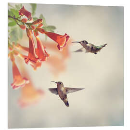 Foam board print Hovering hummingbirds