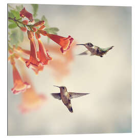 Gallery print Hovering hummingbirds