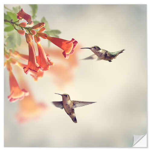 Selvklebende plakat Hovering hummingbirds