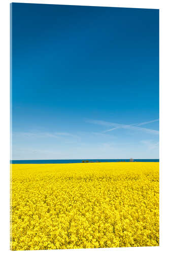 Acrylic print Field of rape, yellow and blue