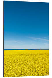 Aluminium print Field of rape, yellow and blue