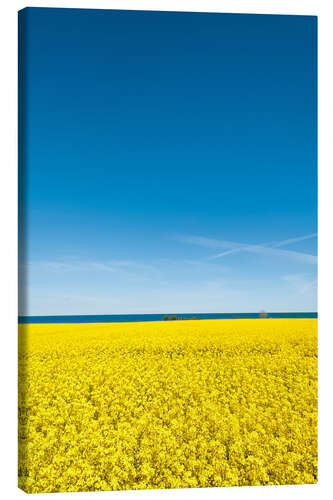 Canvas-taulu Field of rape, yellow and blue