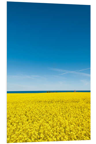 Tableau en PVC Field of rape, yellow and blue