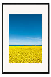 Gerahmter Kunstdruck Rapsfeld, gelb und blau