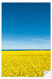 Muursticker Field of rape, yellow and blue