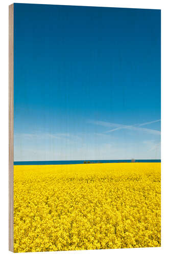 Stampa su legno Field of rape, yellow and blue