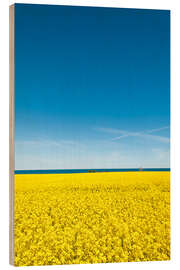 Quadro de madeira Field of rape, yellow and blue